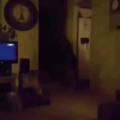 XD
