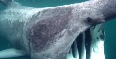 The Basking Shark. The second-largest living shark and fish, after the whale shark, and one of three plankton-eating shark species.