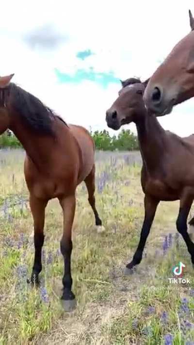 Horse gossip