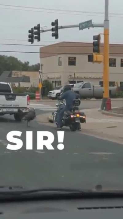 A traffic stop run afowl