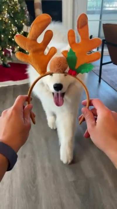 It&rsquo;s beginning to look a lot like Christmas