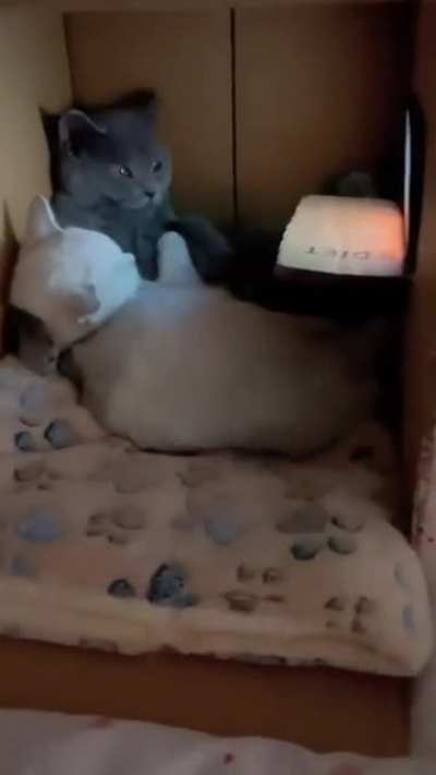 Catflix and chill