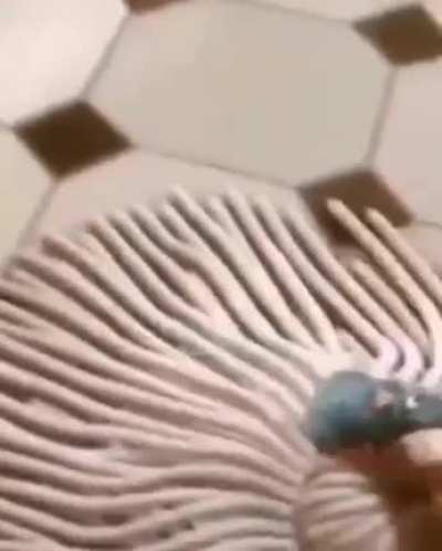 Bruh