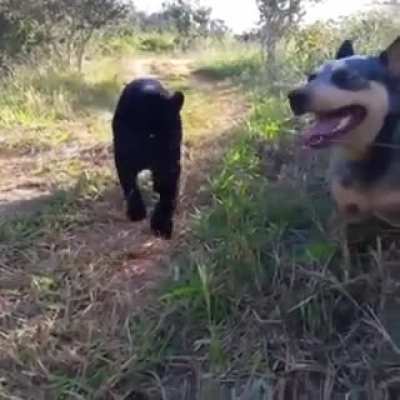 Who&rsquo;s your new buddy? Is that a black lab? Holup....
