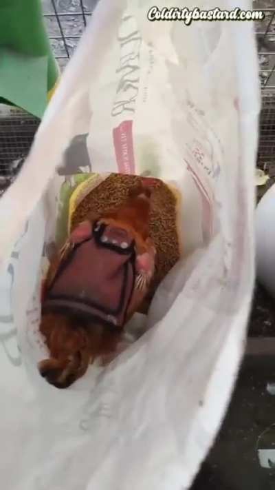 Chimken sn&auml;cc