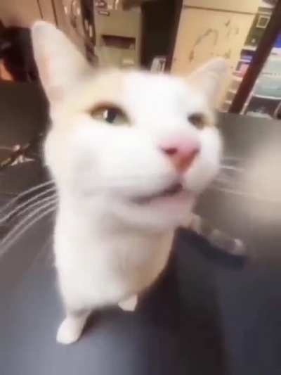 Wordington cat