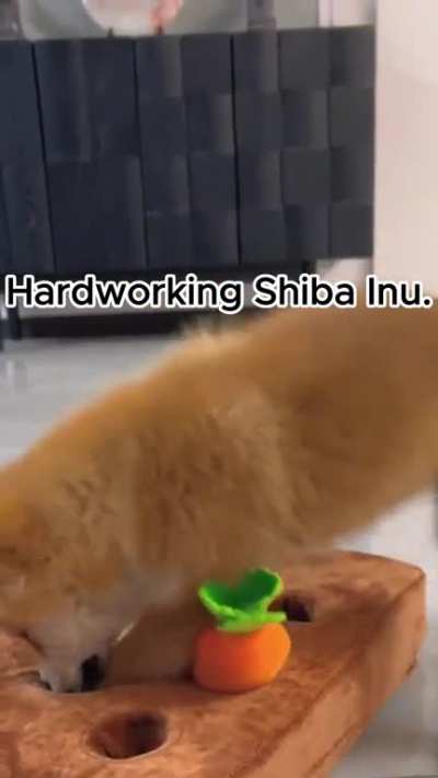 Who would have such a diligent carrot-pulling "worker" Shiba Inu?