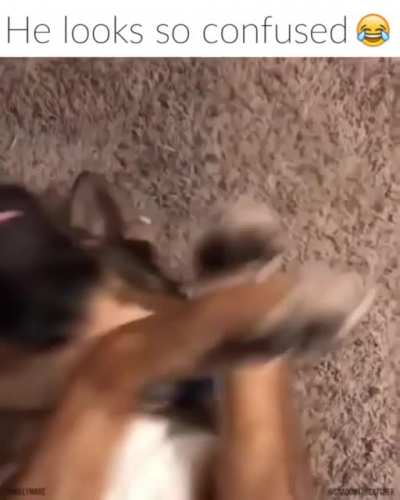 Dog Sees Magic