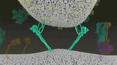 How SARS-CoV-2 fuses with cells