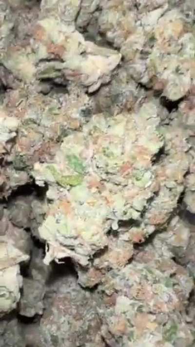 Tangie 🍊