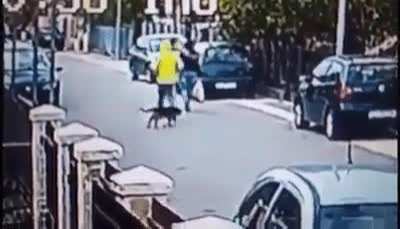 That dog recognizes predatory behavior
