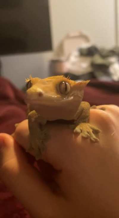 Mlem