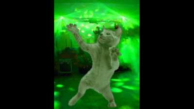 Dancing cat will make your day happier