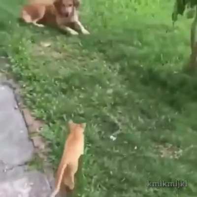 Head cat