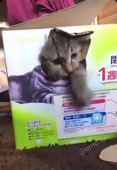 tap tap