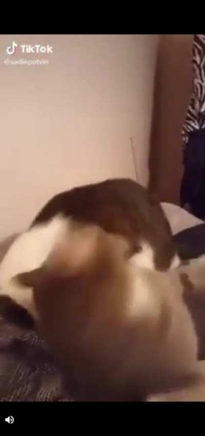 Cat goes brrrr
