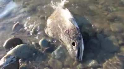 salmons die after they mate and start rotting while they are still alive