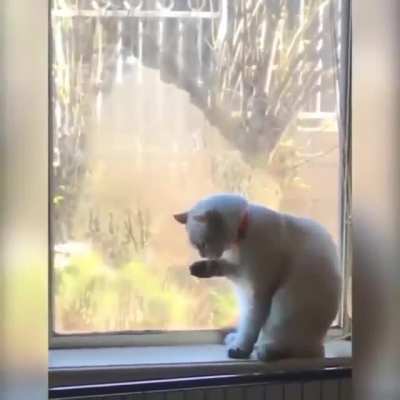 Dog loves cats