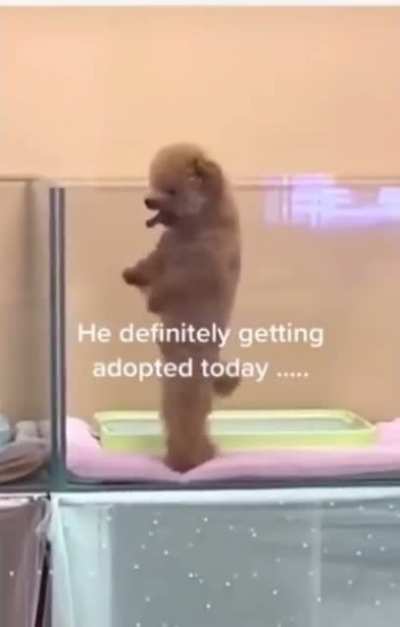 He&rsquo;s definitely getting adopted today!