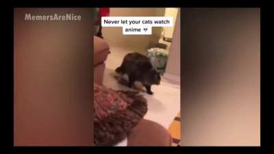 Cat got moves