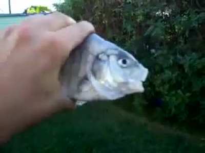 Killer fish