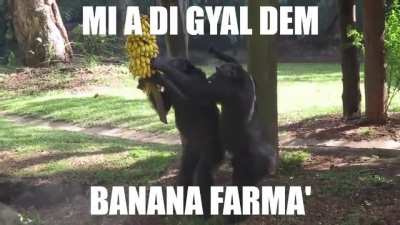 monkey