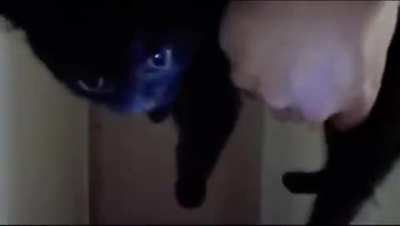 Introducing the new kitty to the family