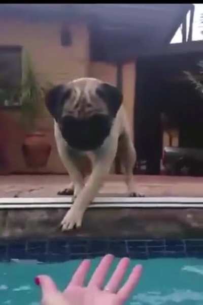 Monkey shoves doggo in the pool 🐵 🐶