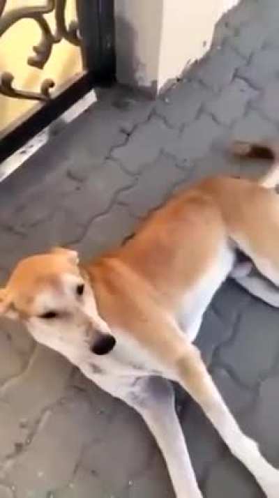 let me stand next to this dog that i don&rsquo;t know