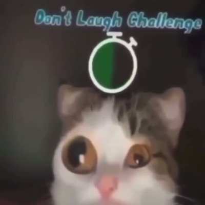 Cat passes the do not laugh challenge unfazed