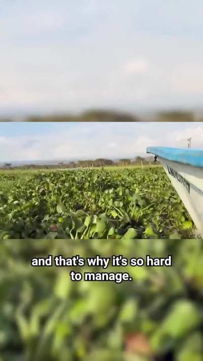 Joseph Nguthiru, a Kenyan entrepreneur is changing the future of packaging by turning an invasive plant into a biodegradable alternative to plastic