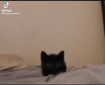 cat explode
