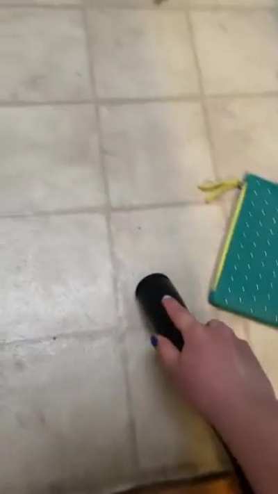 Forbidden dog