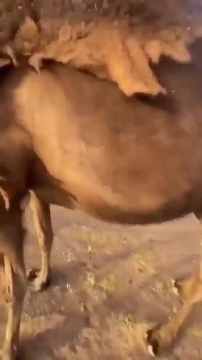 Camel hair comes off easily when winter is over