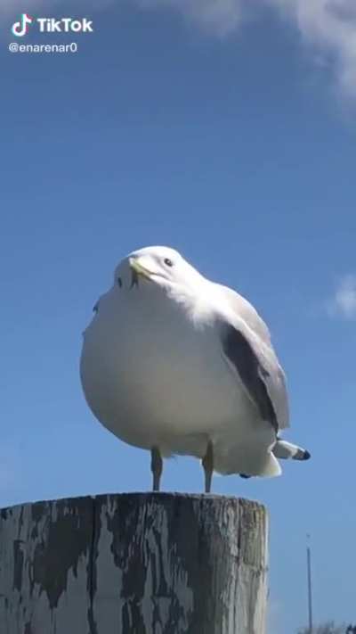 Oh lord, he big