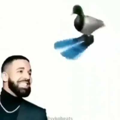 duck spin