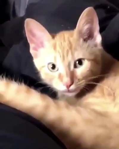 blep 🥺