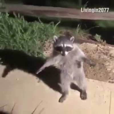Rocket