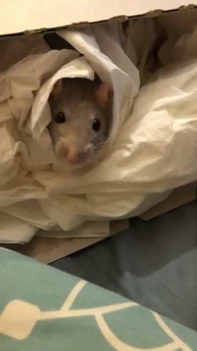 Oh Hai.