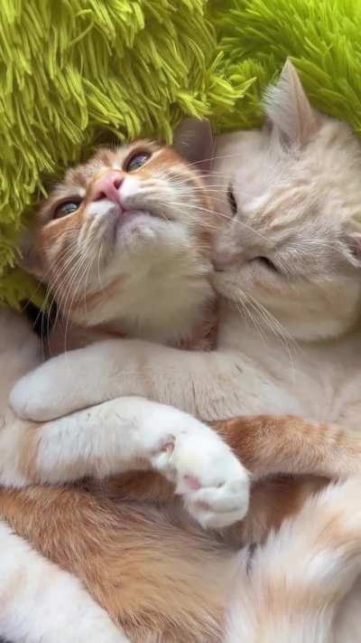 Her: Would you still love me if I were a human?🥺 Him: yes💕👩&zwj;❤️&zwj;💋&zwj;👨🐱