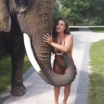 "Oh look I'm an elephant. I am so innocent."