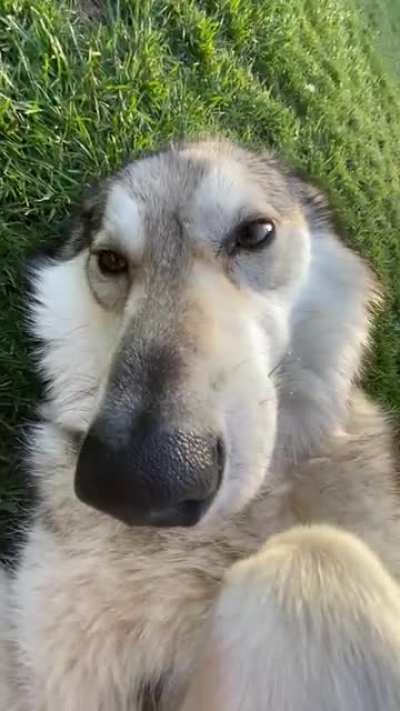 ~WoLfDoGs r AgGrEsSiVe aNd ShOuLdN&rsquo;T bE pEtS~