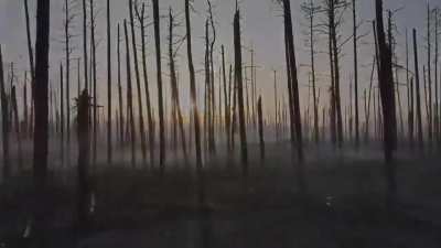 Ukrainian Verden.Modern post-apocalypse.Serebryansky forest of Luhansk region or "Forest of Miracles", as the soldiers call it