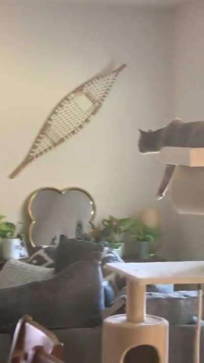 The apex predator