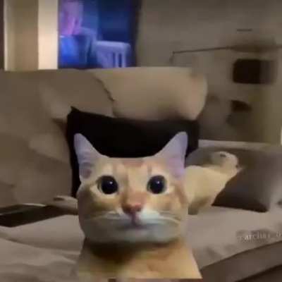 Cate Dokie!