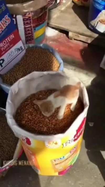 Hungry cat go brr