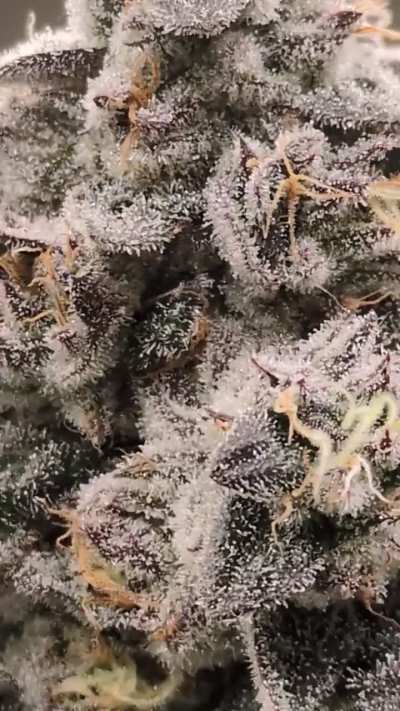 Day 55 Pink Certz