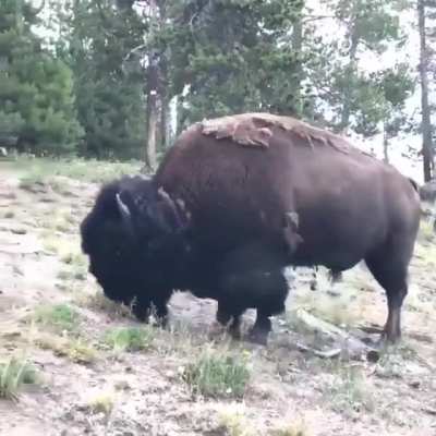 The buffalo wins