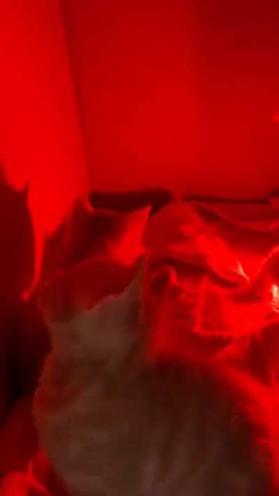 Kitten nightclub