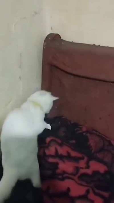 Catching mice whet horribly wrong